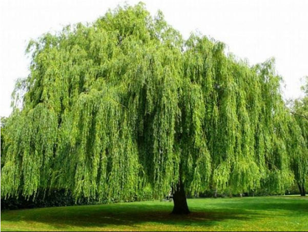 Green Weeping Willow (600x600), Png Download