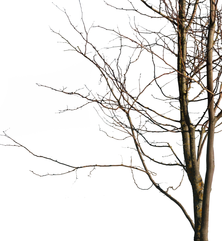 Deciduous Tree Winter V - Wood (941x1024), Png Download