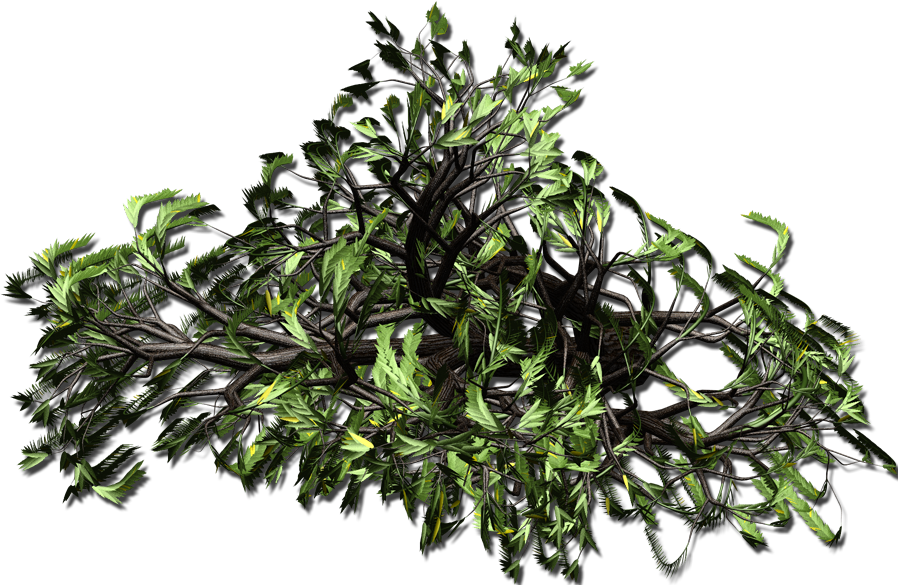 Weepingwillow Aa3 - Grass (898x585), Png Download