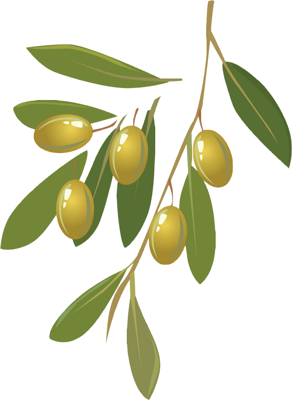 Png Olives Vector (585x800), Png Download