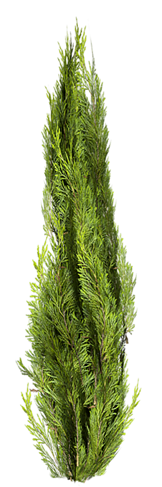 Cutout Cypress - Christmas Tree (1000x1000), Png Download