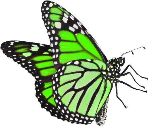 Butterfly - Transparent Background Monarch Butterfly (866x650), Png Download