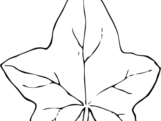 Drawn Ivy Ivy Leaf - Feuille De Lierre Dessin (640x480), Png Download