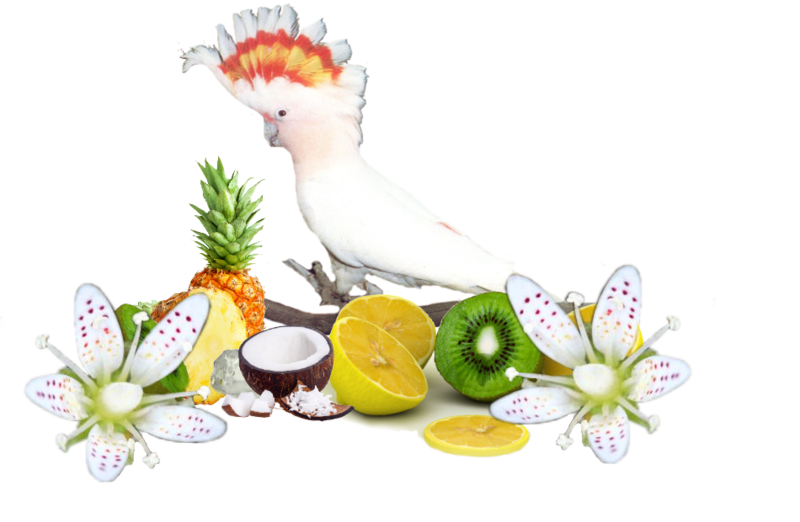 Pajaros Gifs Imagenes - Cockatoo (800x522), Png Download