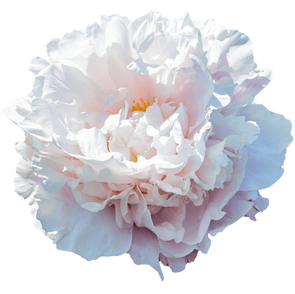 Carnation (1500x1000), Png Download