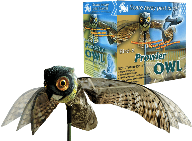 Bird Repellers Birdgard Iberia - Coruja Para Espantar Pombos (768x575), Png Download