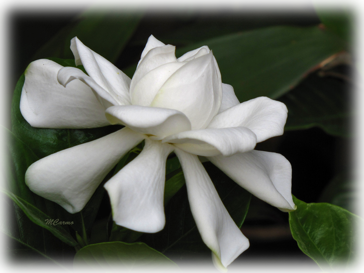Wild Things Grow - Gardenia (724x543), Png Download