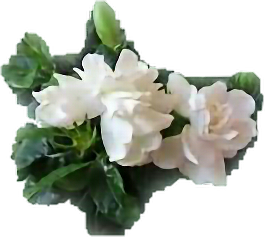 Gardenia Sticker - Bouquet (1024x917), Png Download