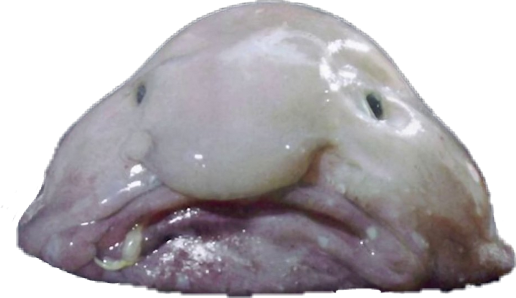 Fish Sticker - Blob Fish (1024x592), Png Download