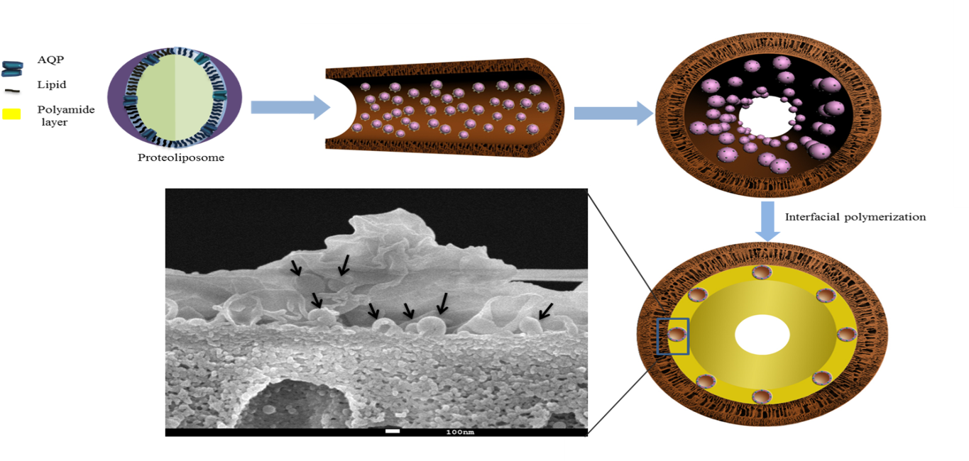 Nature Gives The Best Solution For Desalination - Circle (1402x649), Png Download