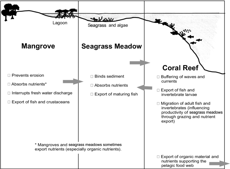 Interactions In Coastal Ecosystems - Diagram (850x618), Png Download