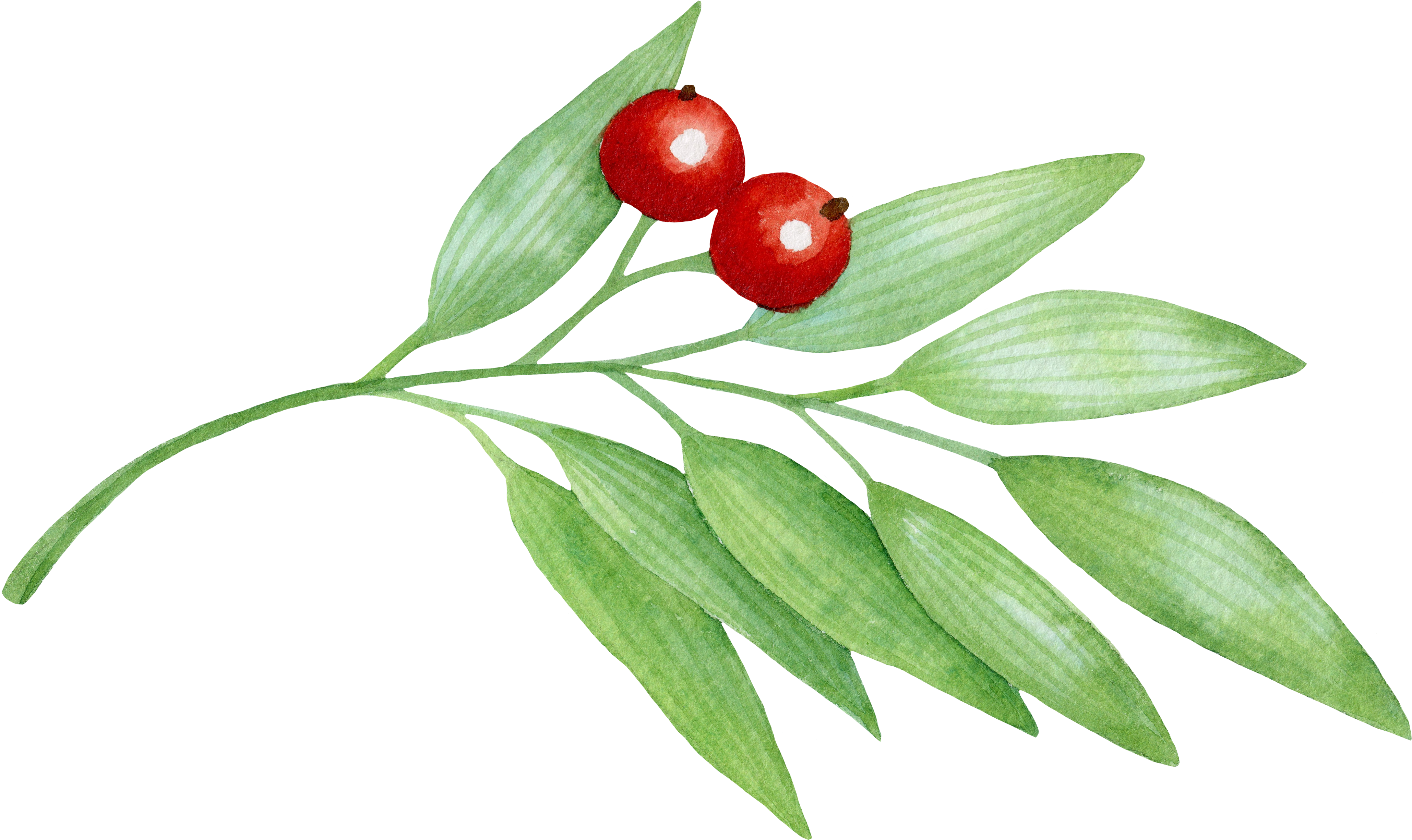 Svg Freeuse Library Branch Transparent Berry (4209x2641), Png Download