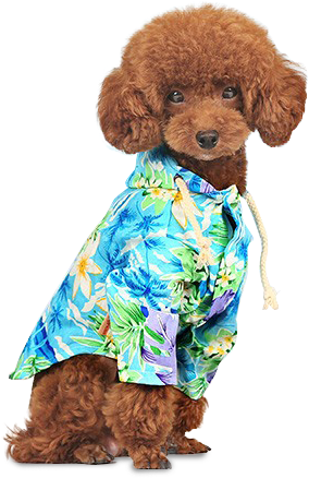 Hawaiian Dog Shirt - Toy Poodle (790x790), Png Download
