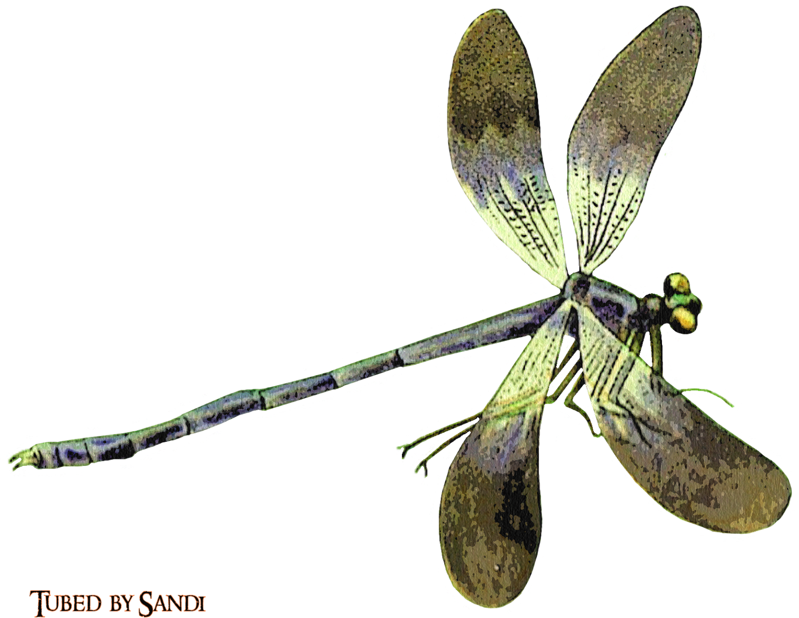 Net-winged Insects (1639x1289), Png Download