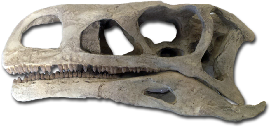 Cast Of Skull And Jaw Of Aetosaur Prosauropod Dinosaur - Skull (950x452), Png Download