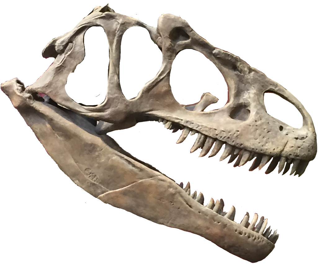 Nature Sticker - Skull (1024x888), Png Download