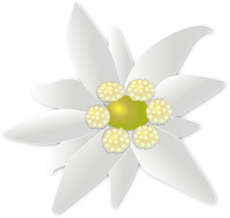 Edelweiss Png, Download Png Image With Transparent - Artificial Flower (800x769), Png Download