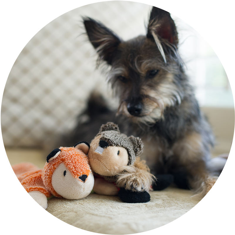 Www Animaladventure Png Pet Toys Png - Australian Terrier (800x800), Png Download