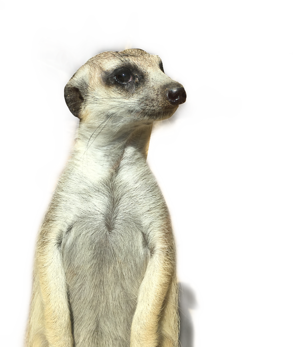 Meerkat (1024x1215), Png Download
