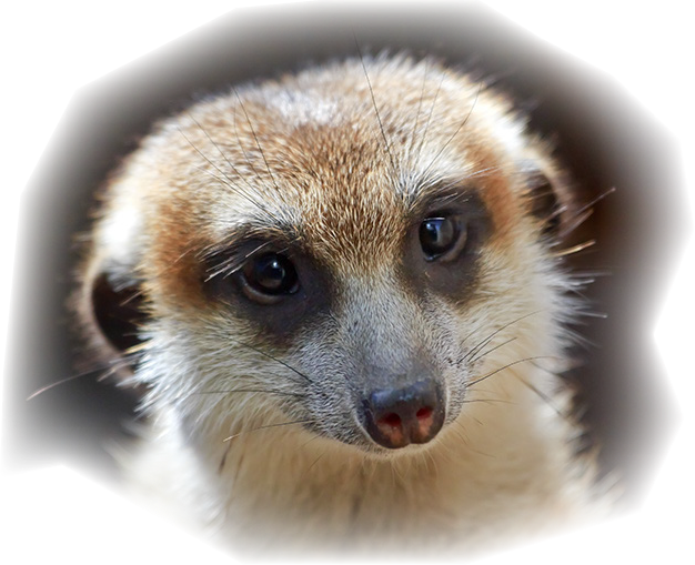 Meerkat With Speecu Bubbles Making False Statement - Meerkat (626x509), Png Download