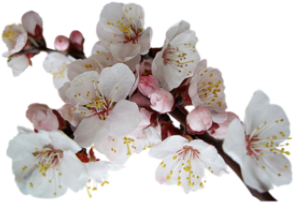 Flor De Cerezo Png (682x480), Png Download