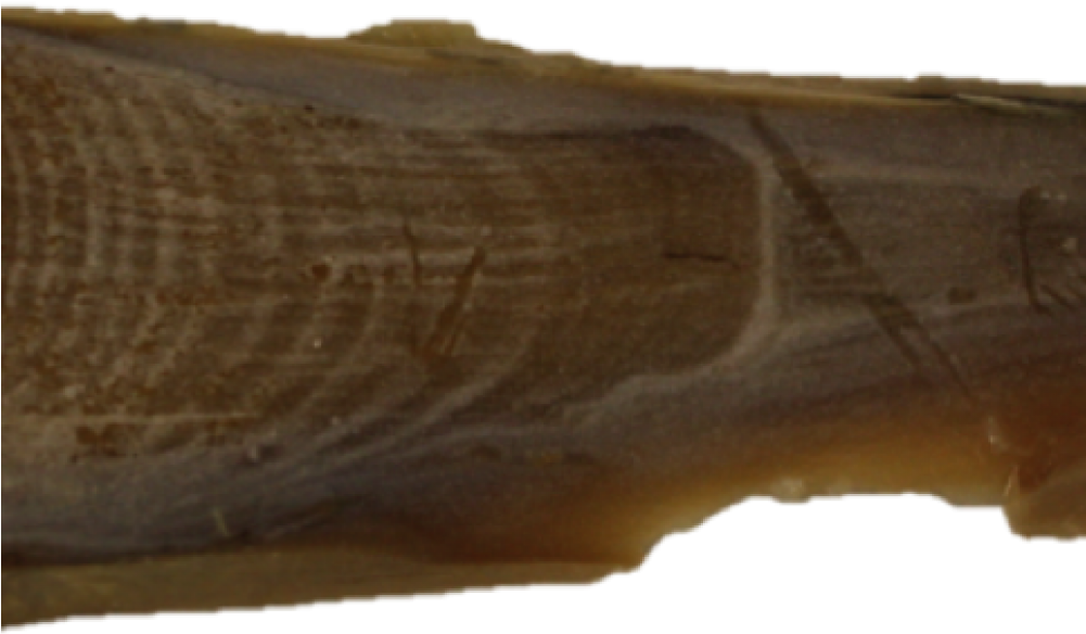 What You Can Learn From Strange Collections - Whale Earwax (1000x710), Png Download