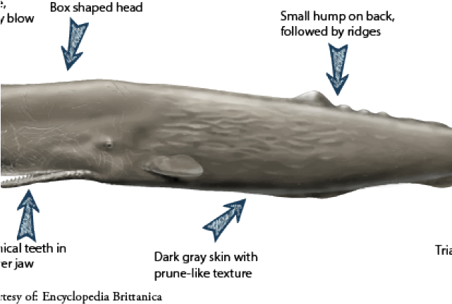 Sperm Whale Clipart Transparent - Sperm Whale Tail Shape (640x480), Png Download