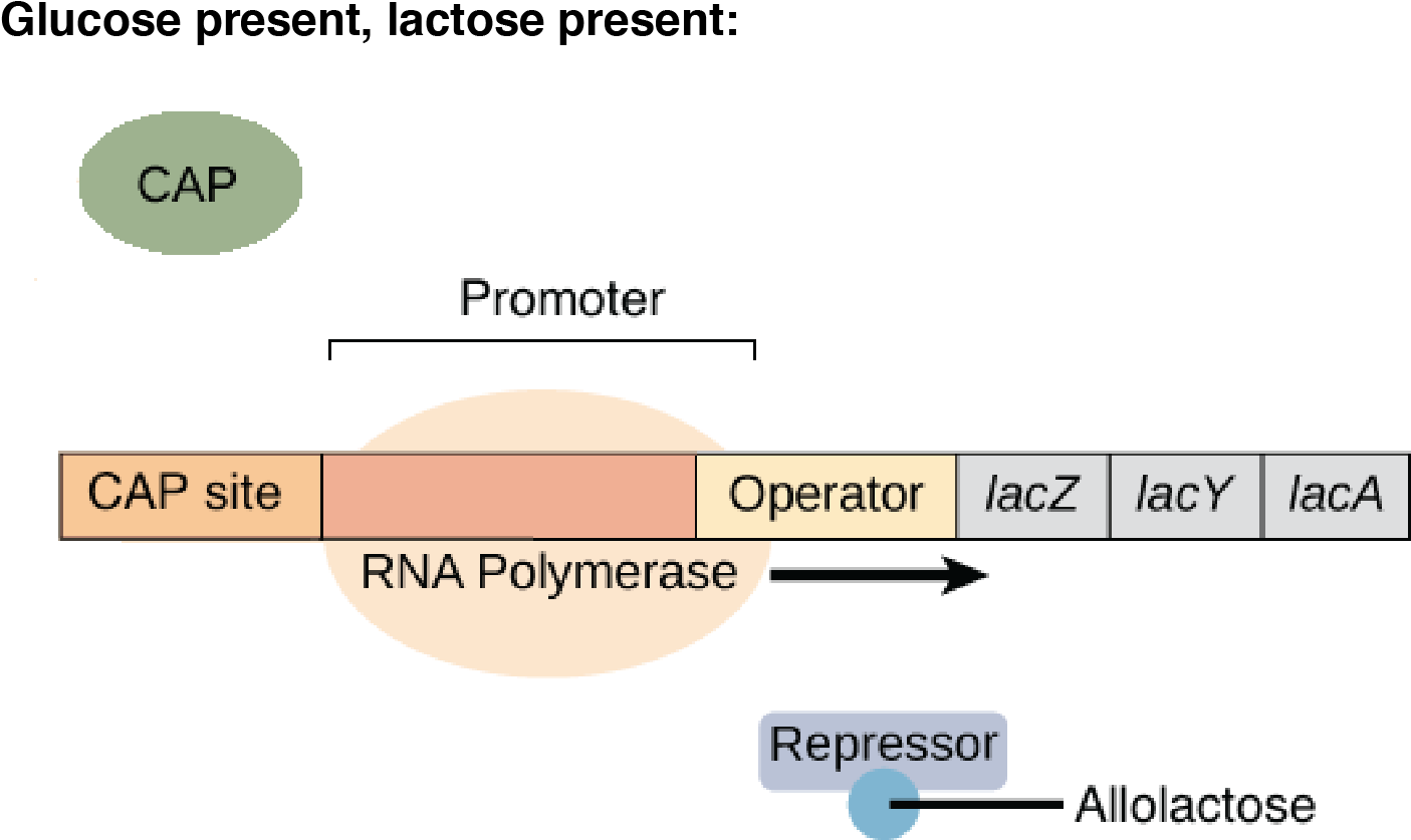Glucose Present, Lactose Present - Diagram (1858x888), Png Download
