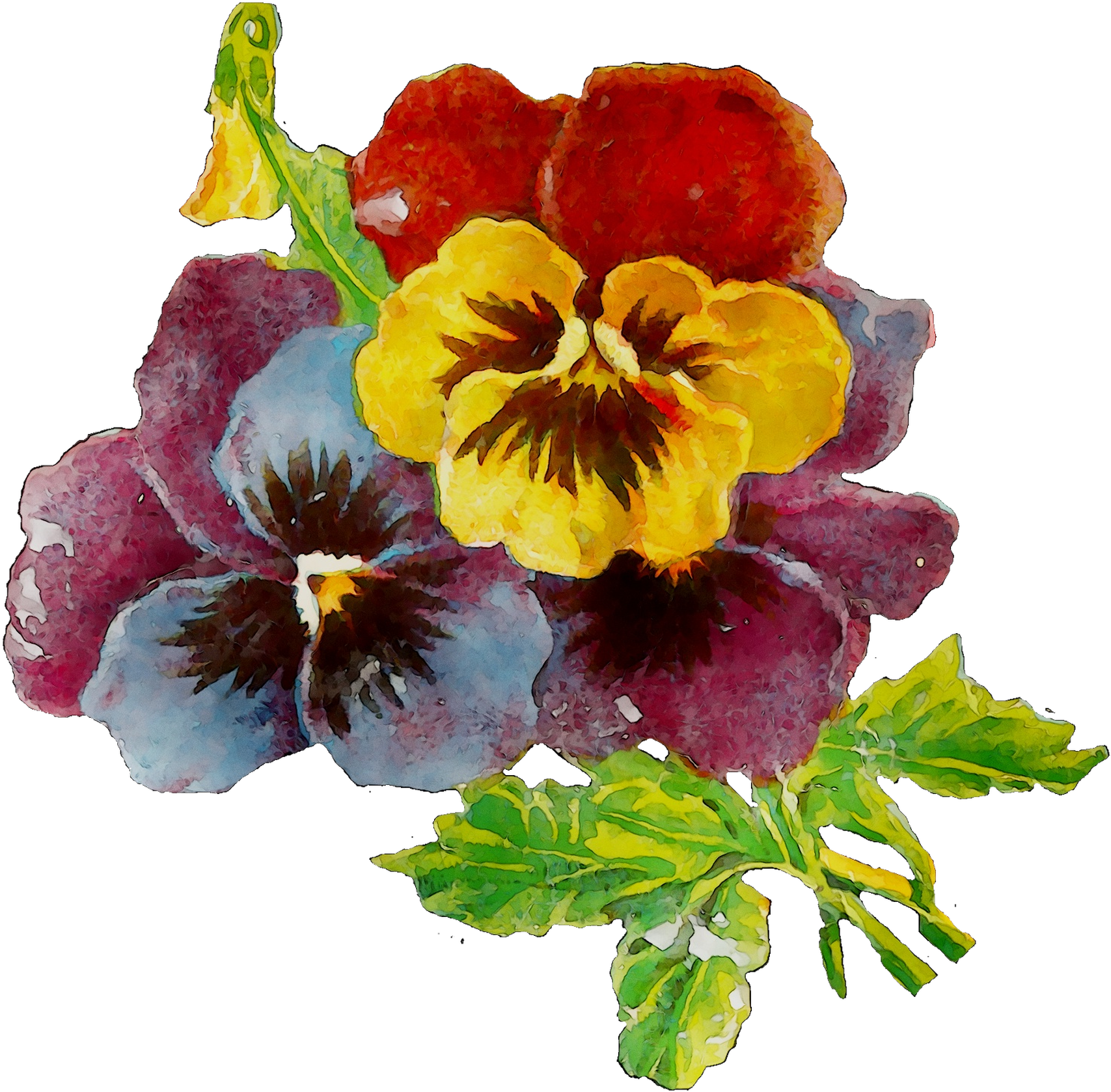 Pansy Plants Plant Annual Primrose Download Hd Png - Pansy (1855x1817), Png Download