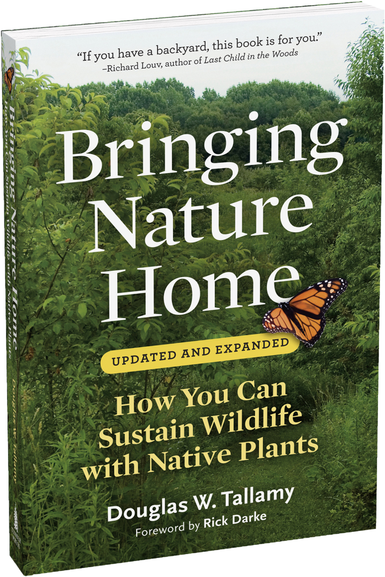 Grass (807x1192), Png Download