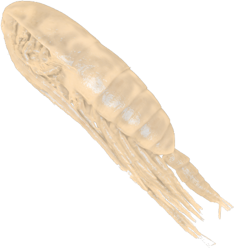 An Octopus Depicted On Mycenic Greek Pottery Dating - Isopod (800x558), Png Download