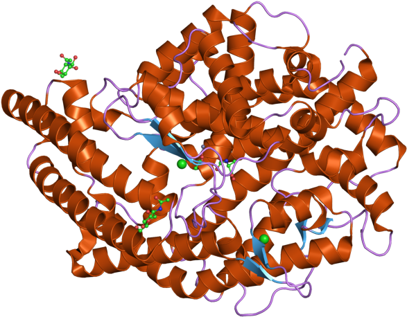 Pdb 2iux Ebi - Angiotensin Converting Enzyme Structure Alone (800x600), Png Download