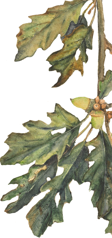 Spell Songs - American Holly (471x1000), Png Download