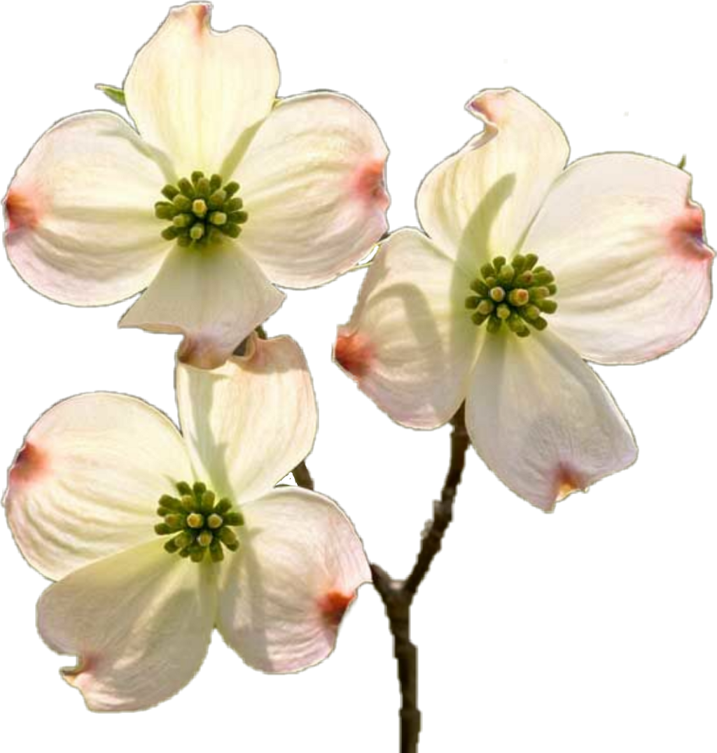 Dogwood Sticker - Four Petal Flower (1024x1076), Png Download