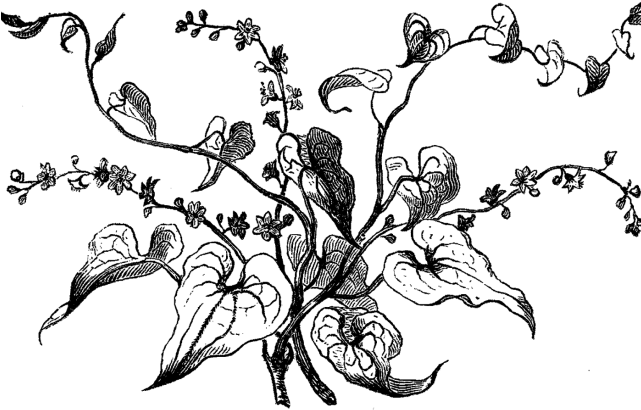 Drawn Tree Dogwood - Black And White Flower Illustration Png (640x480), Png Download