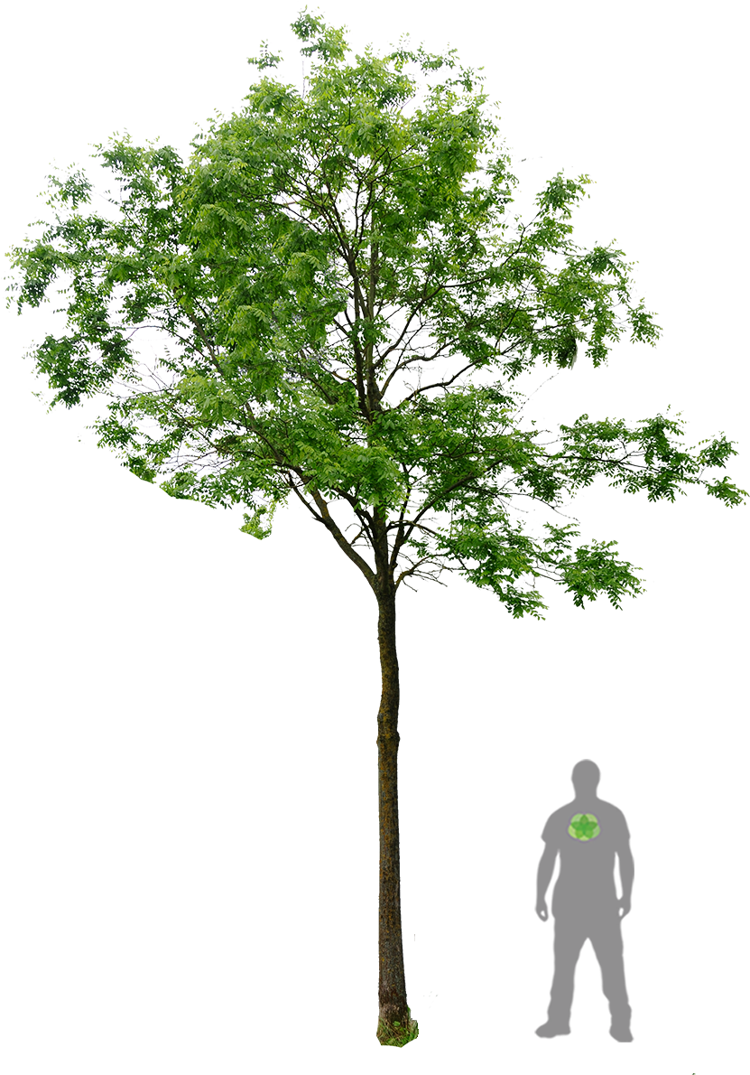 Robinier Landscape Materials, Landscape Elements, Landscape - Honey Locust Png (900x1200), Png Download