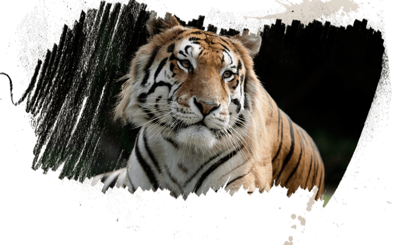 Experience Tigers Tigers - Myrtle Beach Safari (by Reservation Only) (1368x855), Png Download