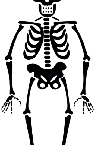 Skeleton Png Transparent Images - Transparent Skeleton (640x480), Png Download