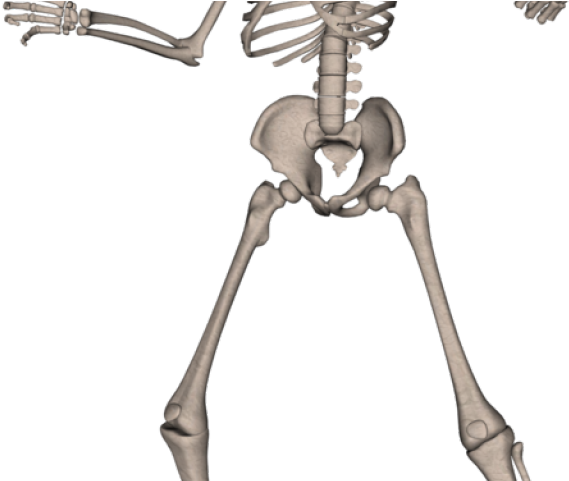 Skeleton Png Transparent Images - Skeleton Png Free Download (640x480), Png Download