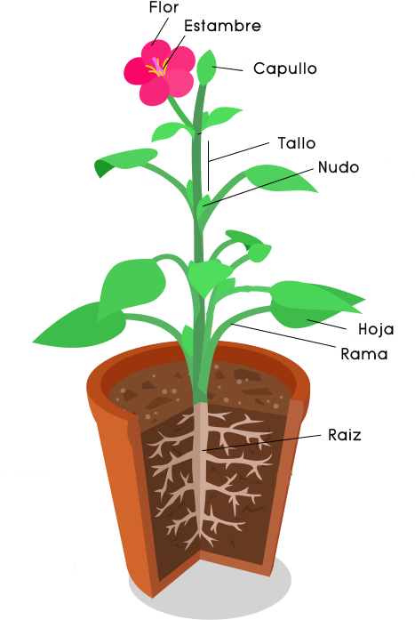 Planta Bulbosa Flor Partes (550x729), Png Download