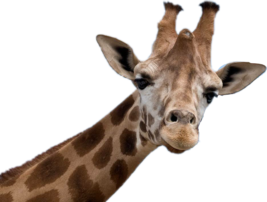 Jirafa Freetoedit Sticker Tumblr Wallpaper Png Cute - Especie Animal (936x708), Png Download