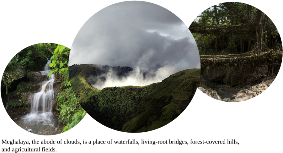 Some Trees We Track - Meghalaya (940x505), Png Download