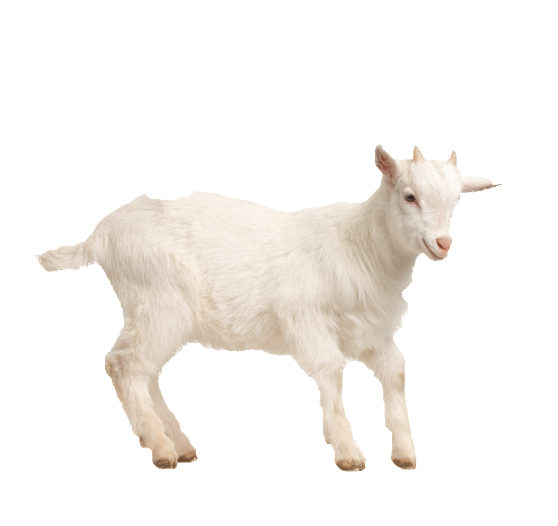Aesthetically Beautiful Poultry Png - 小 羊 (1024x1024), Png Download