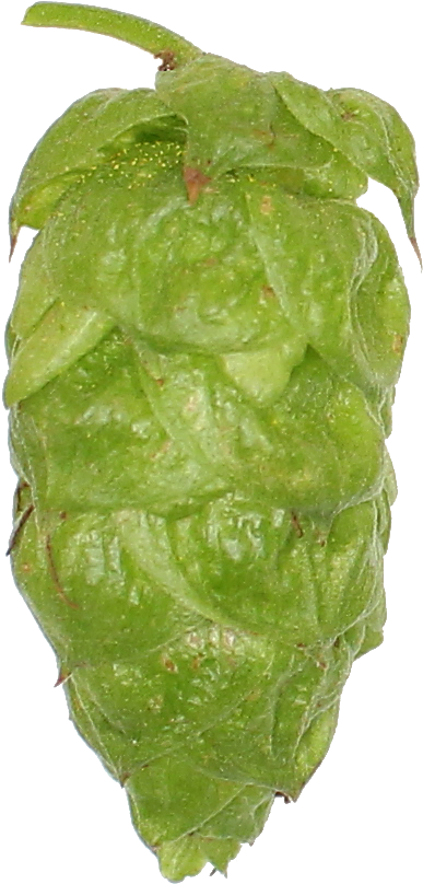 Cabbage (526x933), Png Download