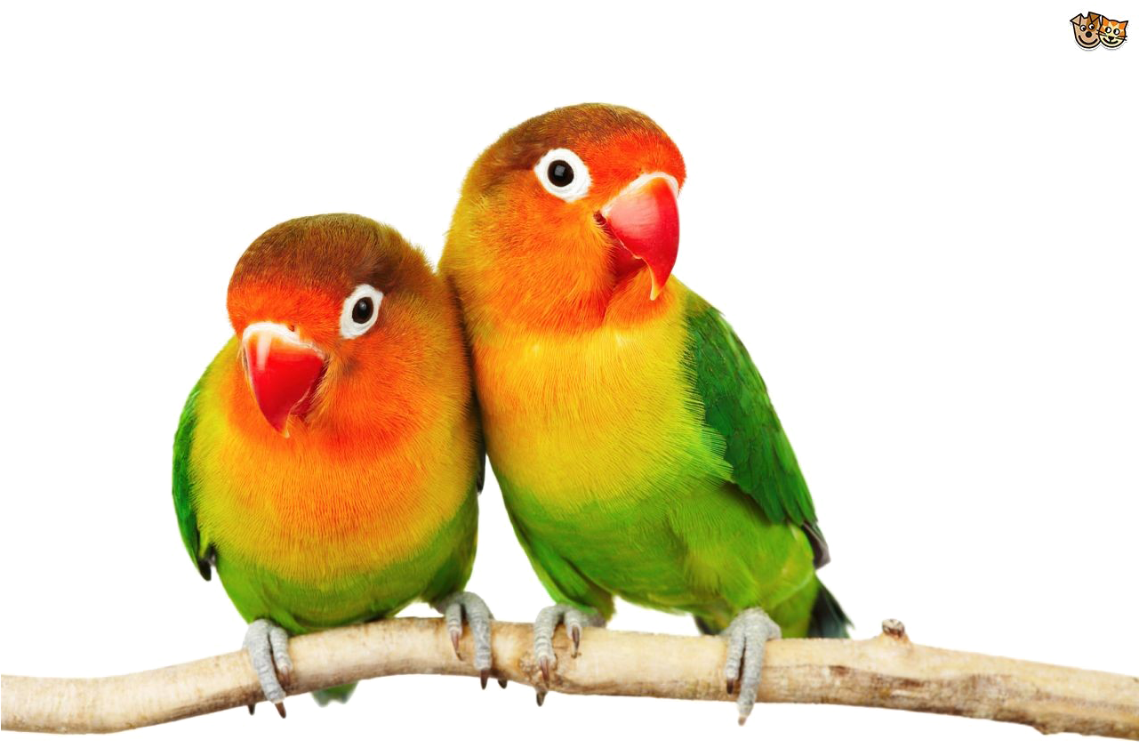 Love Birds Png Pic - Love Birds Images Hd Png (1280x850), Png Download
