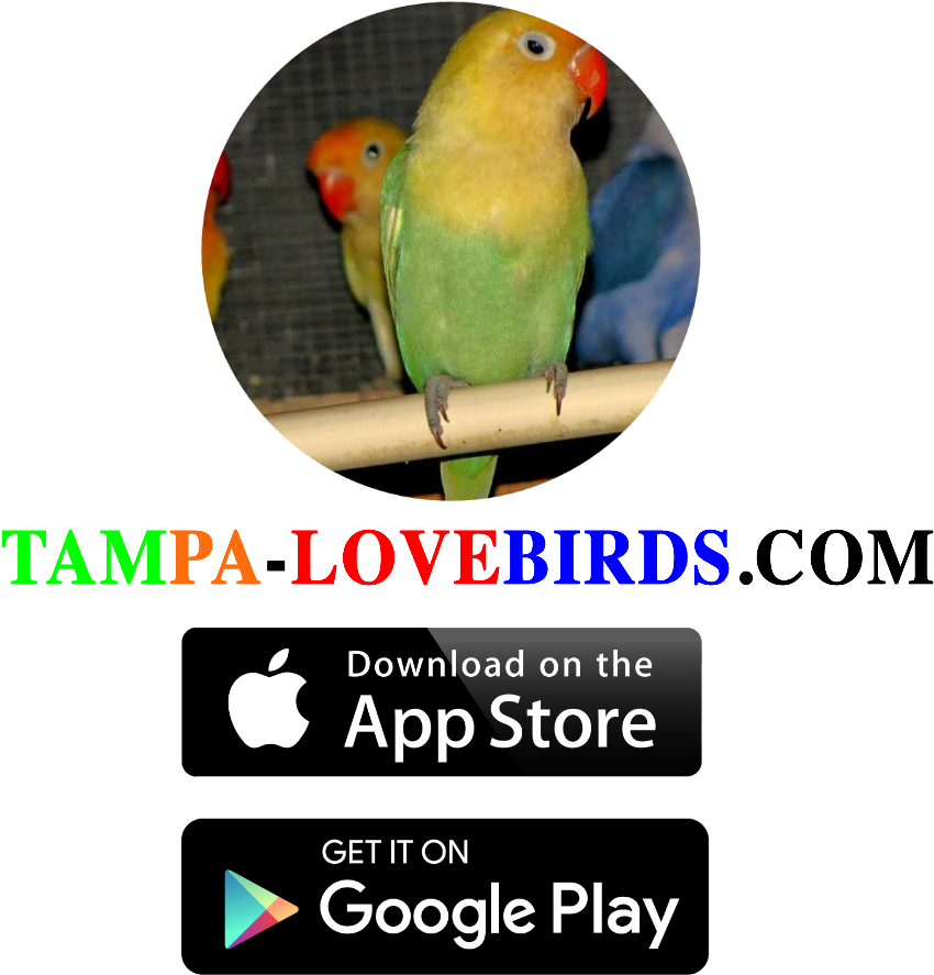 Available On The App Store (1080x1080), Png Download