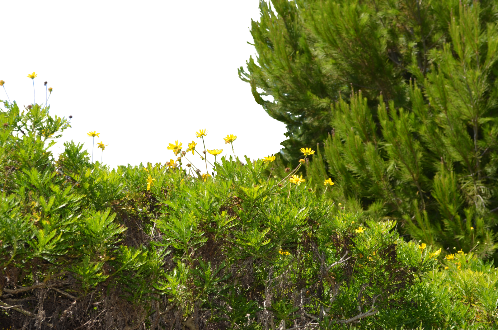 Oo-18, For Mobile Aljanh - Png Wild (1600x1060), Png Download