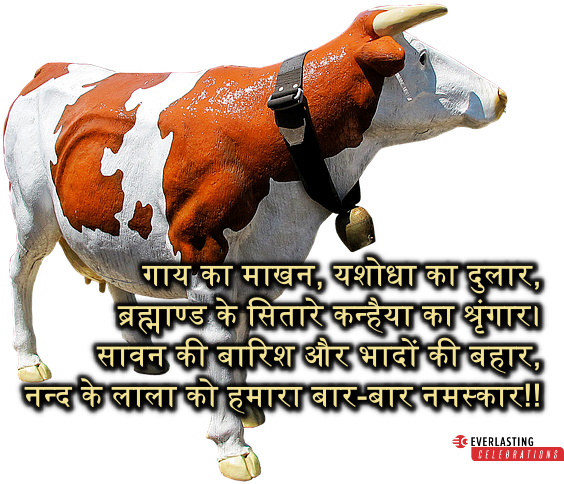 Happy Janmashtami In Hindi Messages - Dairy Cow (640x499), Png Download