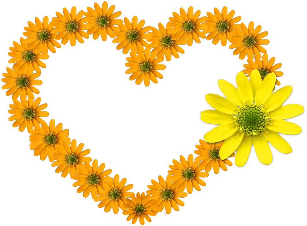 Heart Flower Bloom Feelings Flowers Free Photo From - Heart And Sunflowers (1280x904), Png Download