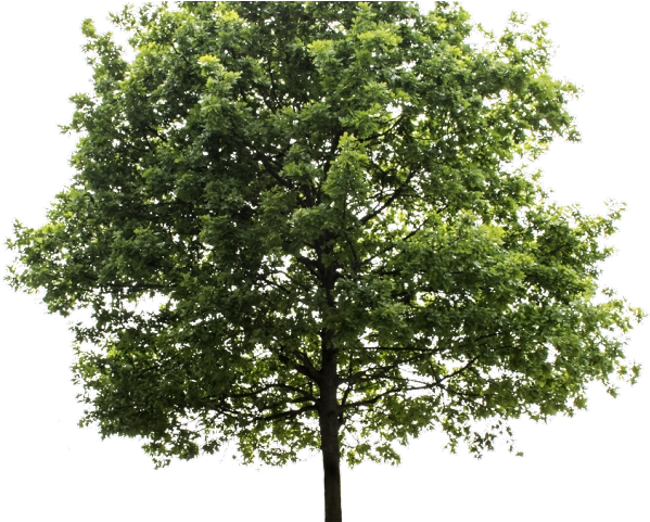 Tree Transparent Background - Transparent Background Tree Png (640x480), Png Download
